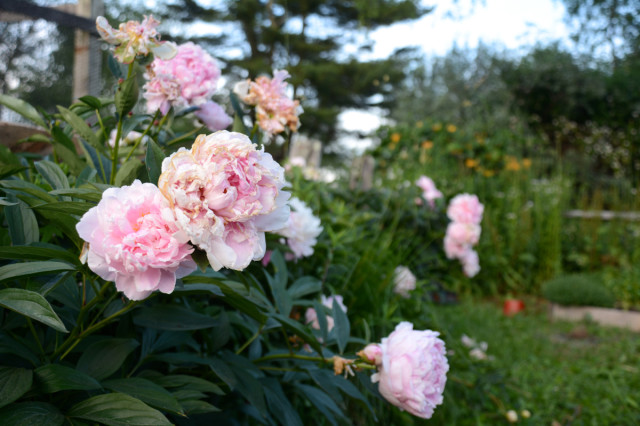 this-week-in-the-garden-mid-June-peonies-2015 | tiny farmhouse