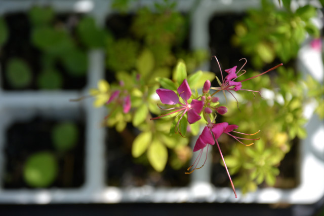 This-week-in-the-garden-early-August-cleome-still-in-seed-starting-tray 2 | tiny farmhouse