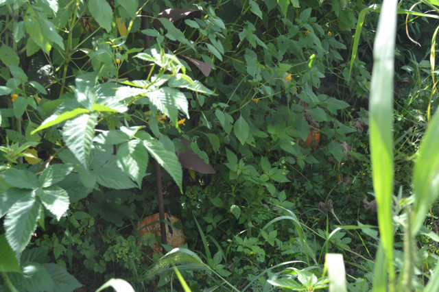 This-week-in-the-garden-early-August-pumpkins-amongst-the-weeds | tiny farmhouse