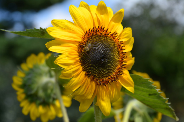 This-week-in-the-garden-early-August-sunflower-with-honeybee | tiny farmhouse