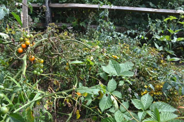 This-week-in-the-garden-early-August-sungold-tomatoes | tiny farmhouse