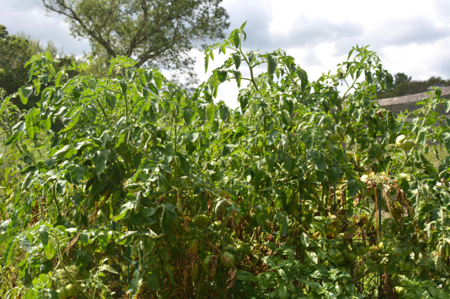 This-week-in-the-garden-early-August-tomatoes-like-crazy | tiny farmhouse