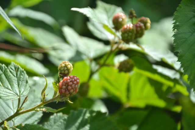 This-week-in-the-garden-early-August-underripe-blackberries | tiny farmhouse
