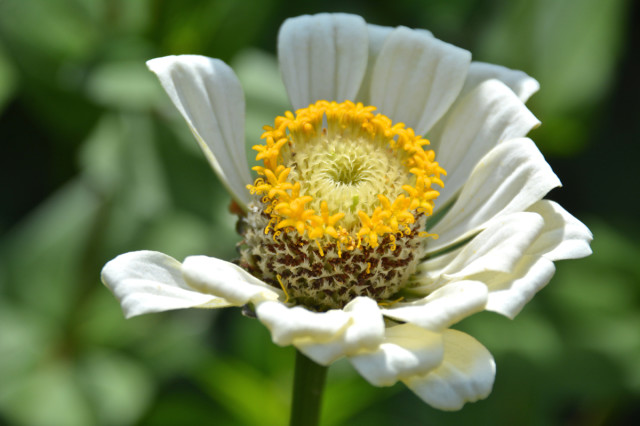 This-week-in-the-garden-early-August-white-zinnia | tiny farmhouse