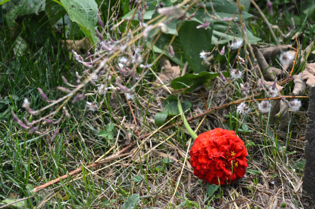 This-week-in-the-garden-early-August-zinnia-on-the-ground | tiny farmhouse