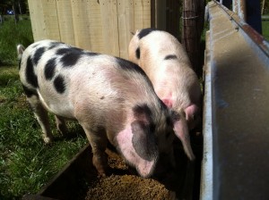 What to Expect When You’re Starting Out Pig Farming