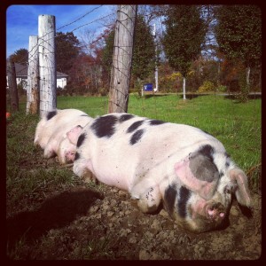 Tiny Farmhouse Friday: National Pig Day