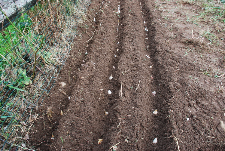 Planting Garlic Tiny Farmhouse