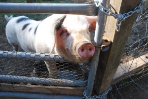 Tiny Farmhouse Friday: Meet Screamin’, Schemin’ Zeke the Pig
