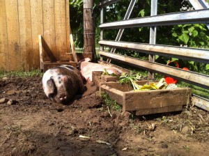 Tiny Farmhouse Friday: Standing Your Ground Regarding Pig Mud Pits