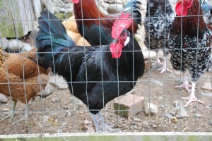 Tiny Farmhouse Friday: Rooster Trouble