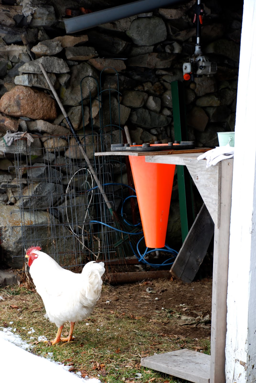 I recommend you use these poultry shears to humanely dispatch quail: :  r/quails